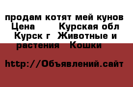 продам котят мей-кунов › Цена ­ 1 - Курская обл., Курск г. Животные и растения » Кошки   